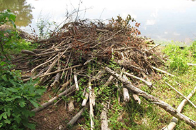 Occupied beaver lodge by a river