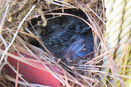 Chicks in the nest grow bigger