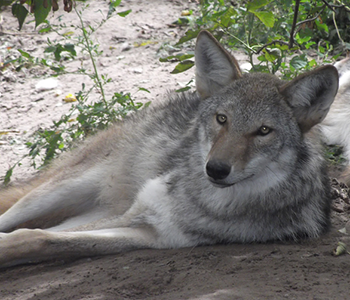 Coywolf laying on the ground