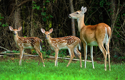 Deer family at NIEHS