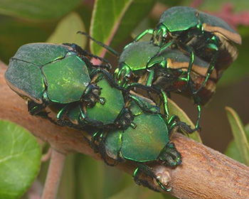 figeater beetles