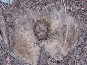 Turtle nest