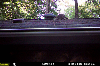raccoon on rooftop
