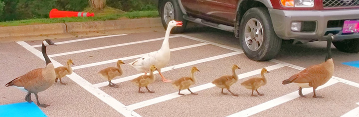 Canadian Geese walking across parking lot