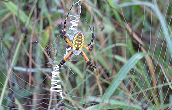 web with female spider