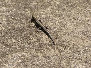 Lizard on pavement