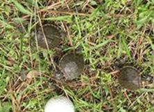 Baby turtles crawling through grass