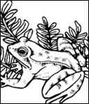 Birds, Bugs, Critters