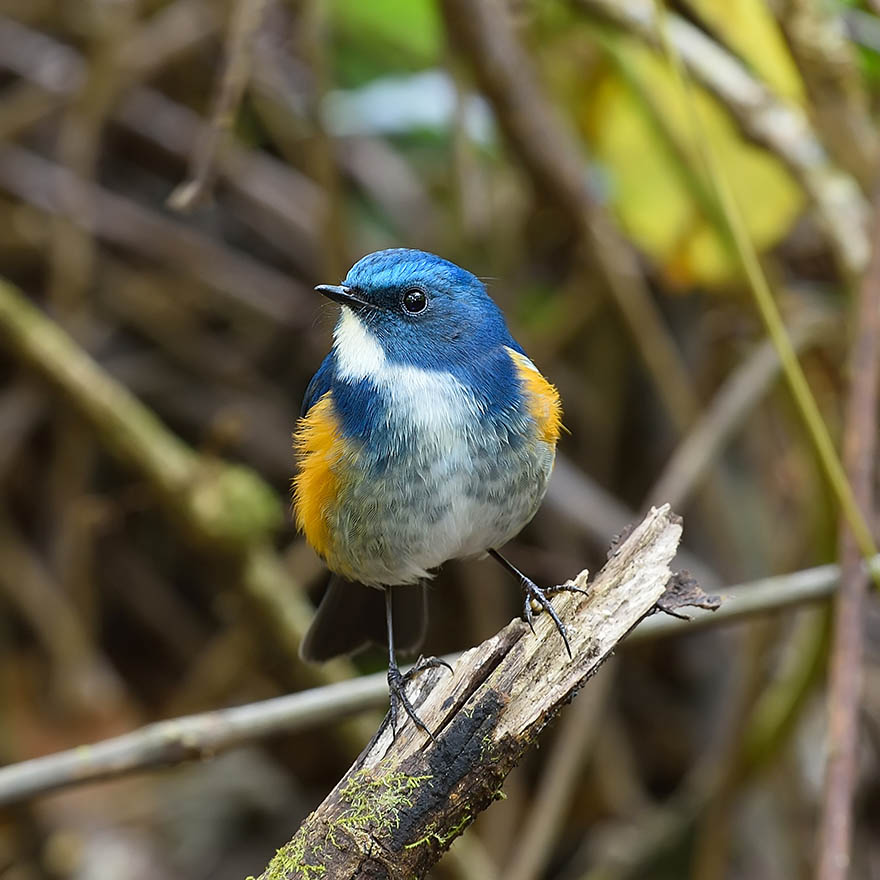 Bluebird