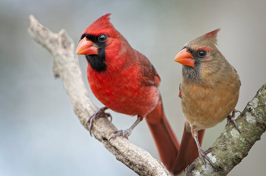 cardinal bird