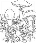 mushrooms