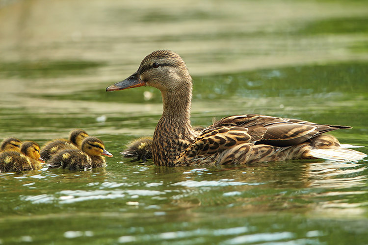 Mallard