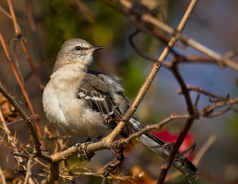 Mockingbird