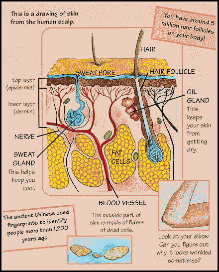 Skinwise 