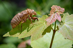 Cicadas emerge as nymphs and molt their exoskeleton to become adults with wings.