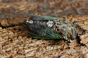 Adult cicada (Neotibicen canicularis) - Green wings indicate annual “dog-day” species.