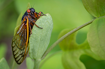 Adult cicada (Magicicada species) - Red eyes and orange wings indicate periodical species and lifetime membership in the Great Southern Brood.
