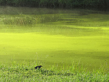 Algae bloom covering Lake