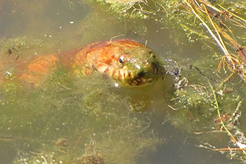 Snake peering out of water