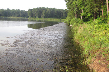 Filamentous cyanobacteria covering Discovery Lake