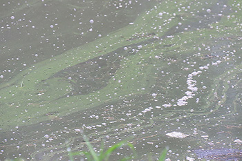 Cyanobacteria film over lake