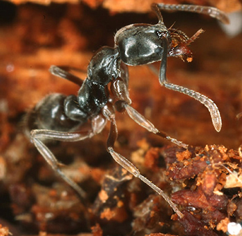 Asian Needle Ant