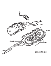 Coloring Book Page - A Drawing of Escherichia Coli (Bacteria) with Labels for DNA, Flagella, and Pili