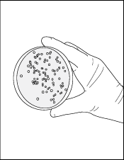 Coloring Book Page - A Drawing of a Scientist Holding an Agar Filled with Bacteria