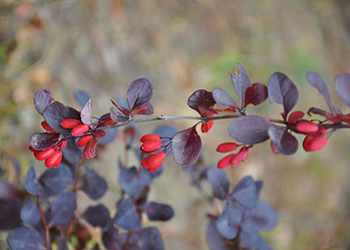 Japanese Barberry