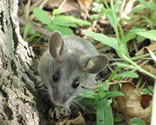 White-footed Deer Mouse