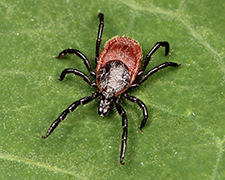 Black-legged tick