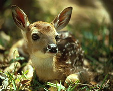 White-tailed Deer