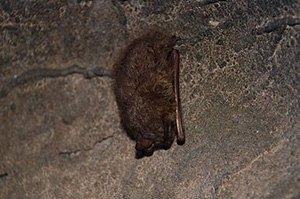 Eastern pipistrelle