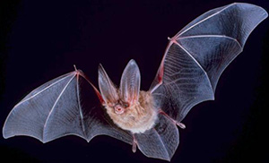 Big-eared townsend bat