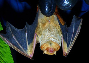 Eastern Red Bat