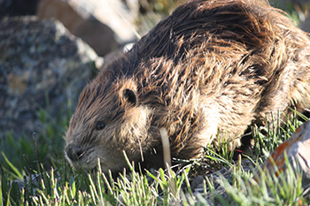 Beaver in grass