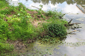 Abandoned beaver lodge by a river