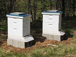 Bee hives