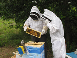 Paul Johnson, NIEHS, and Dr. David Lehmann, EPA, examining the EPA’s bee hives.