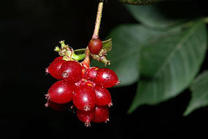 Common Honeysuckle