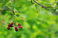 Serviceberry tree