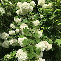 viburnum bush