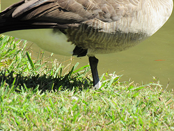 Goose standing on one leg