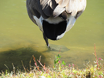Goose standing on one leg