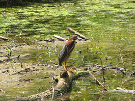 Green Heron