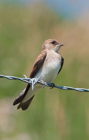 Northern Rough-Winged Swallow