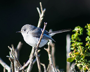 Blue-Gray Gnatcatcher