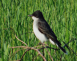 Eastern Kingbird