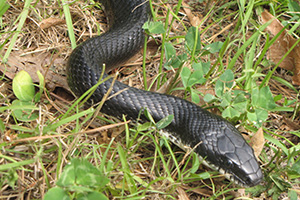 Harmless Black Rat Snake