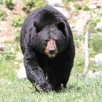 Black bear walking across a field